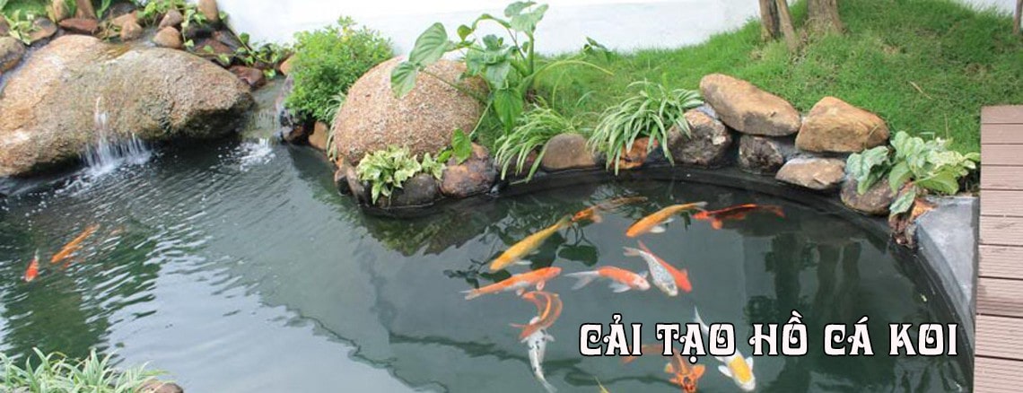 Banner cải tạo hồ cá koi