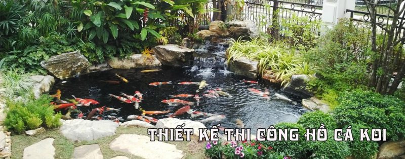 Thiết kế thi công hồ cá koi